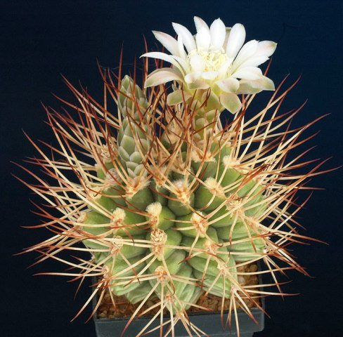 Gymnocalycium_pungens_1